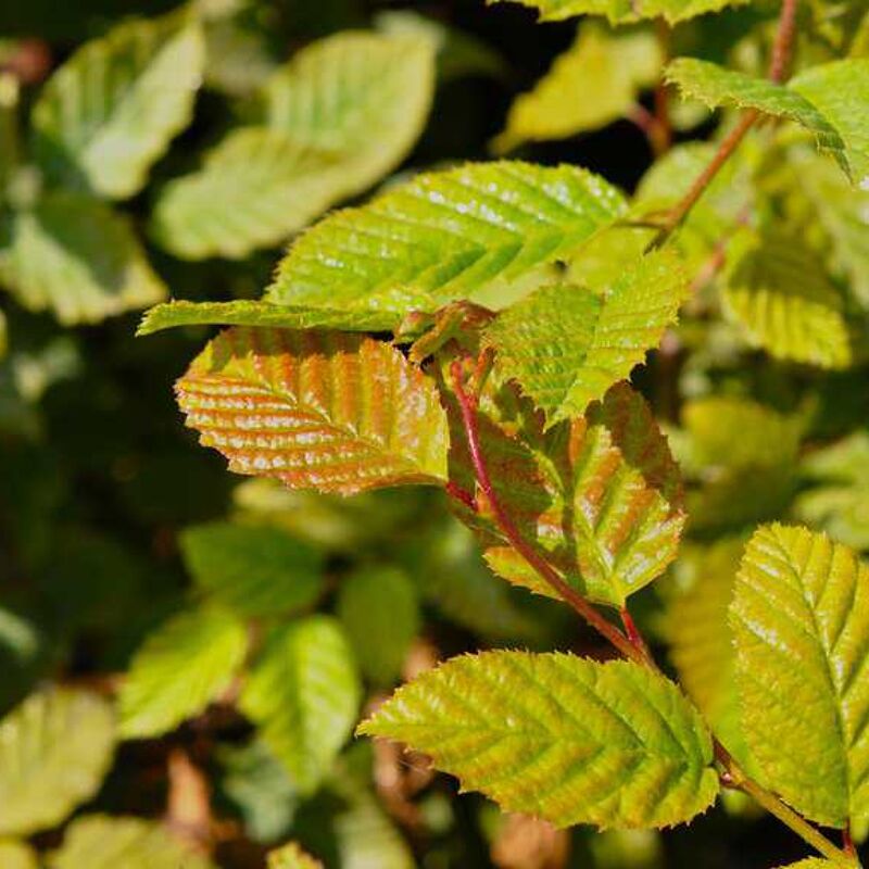 Carpinus betulus 16-18 EHS